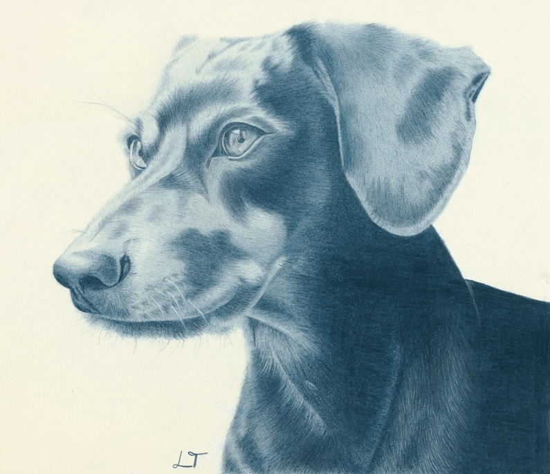 Blue Dachshund hand-drawn colored-pencil animal artwork by Lena Trifonov