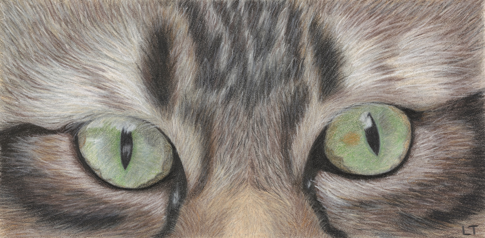 Cat Eyes hand-drawn colored-pencil animal artwork by Lena Trifonov