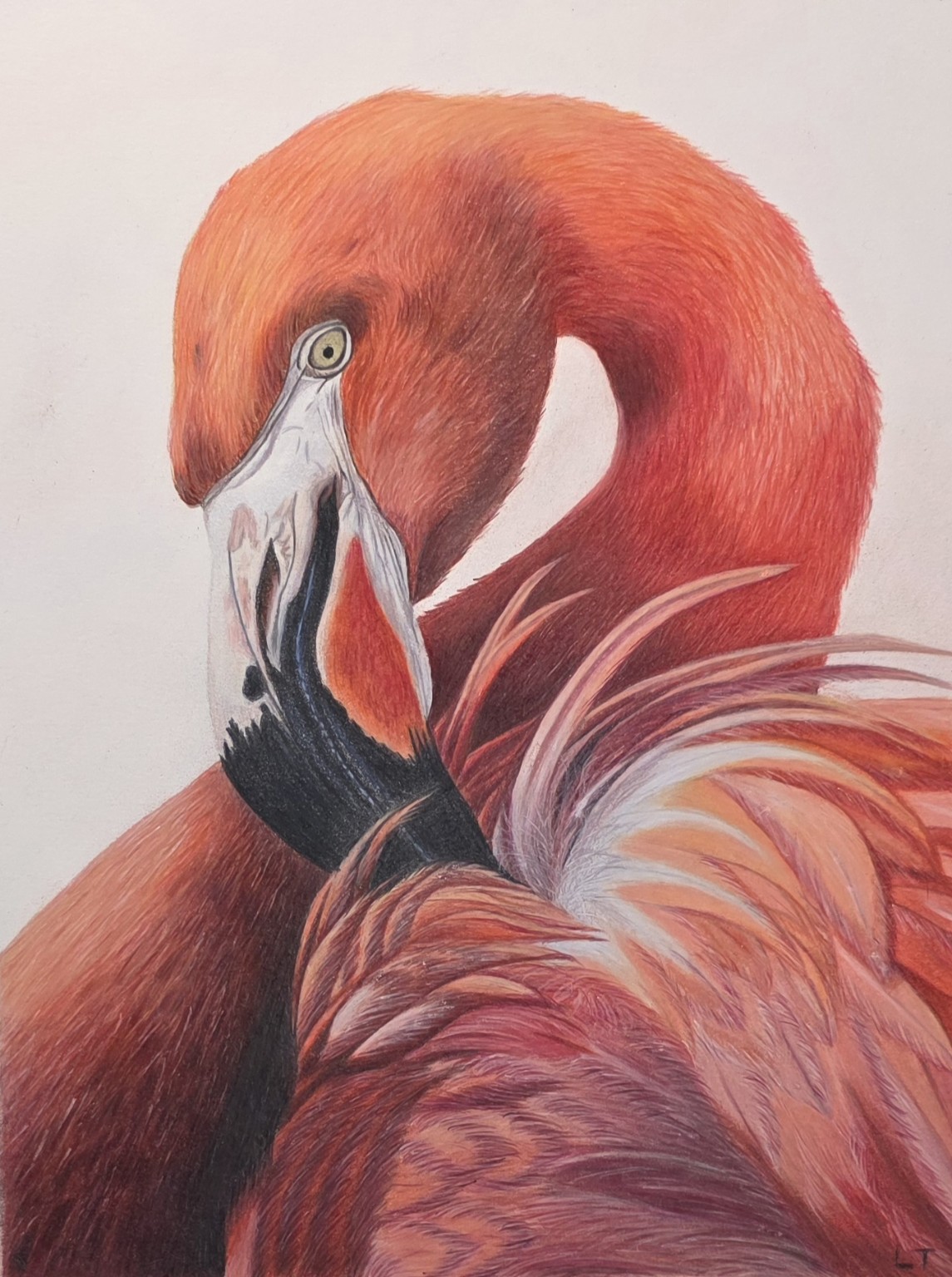 The Flamingo hand-drawn colored-pencil animal artwork by Lena Trifonov