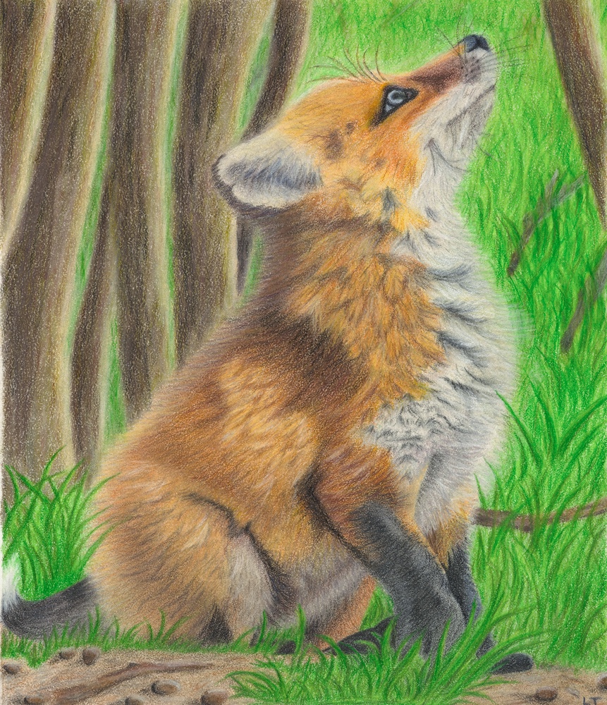 The Fox colored-pencil artwork