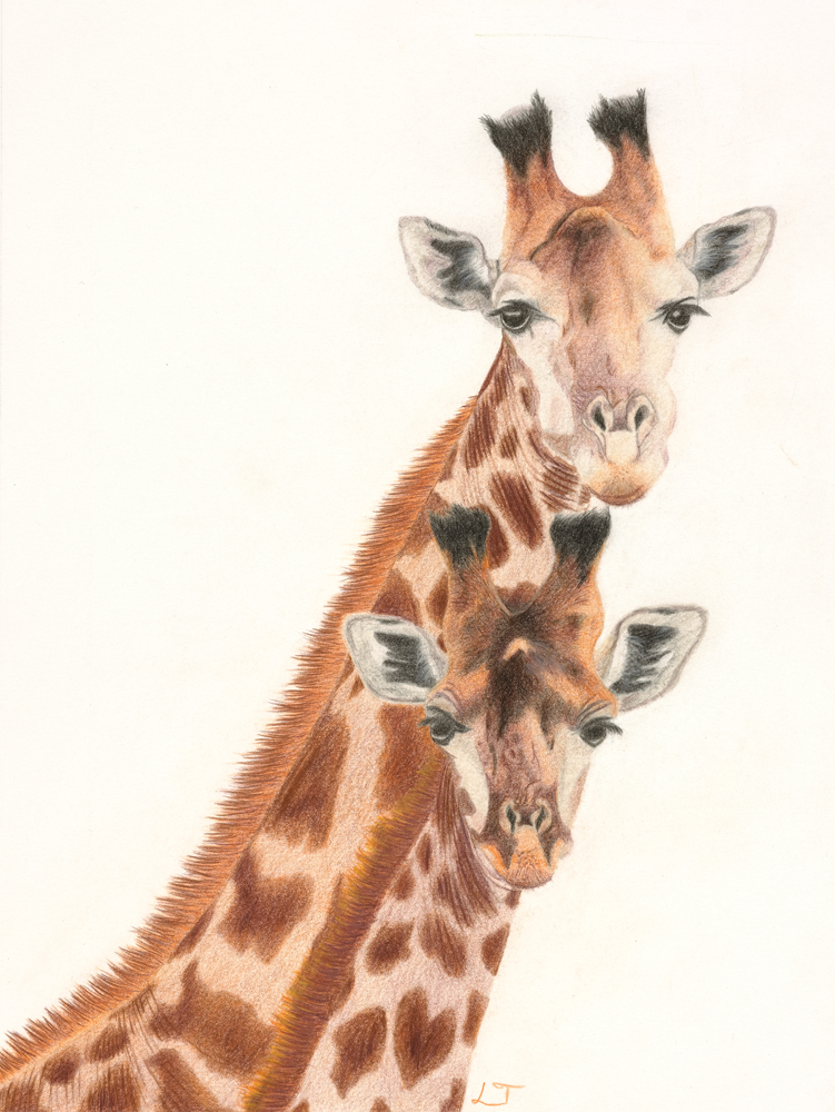 Giraffe & Baby colored-pencil artwork