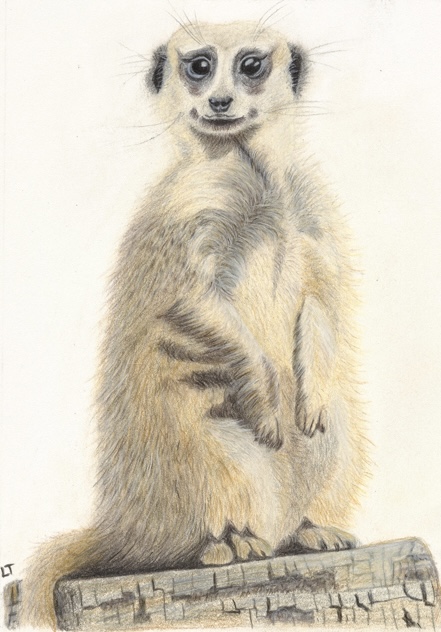 The Meerkat colored-pencil artwork