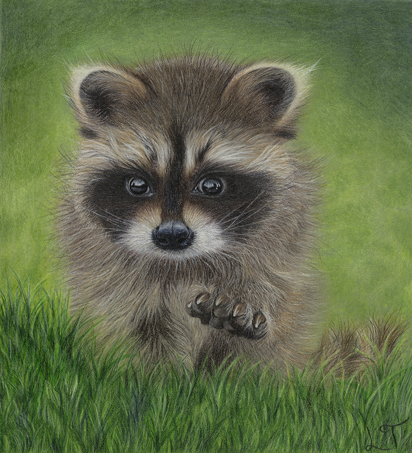 Baby Raccoon colored-pencil artwork