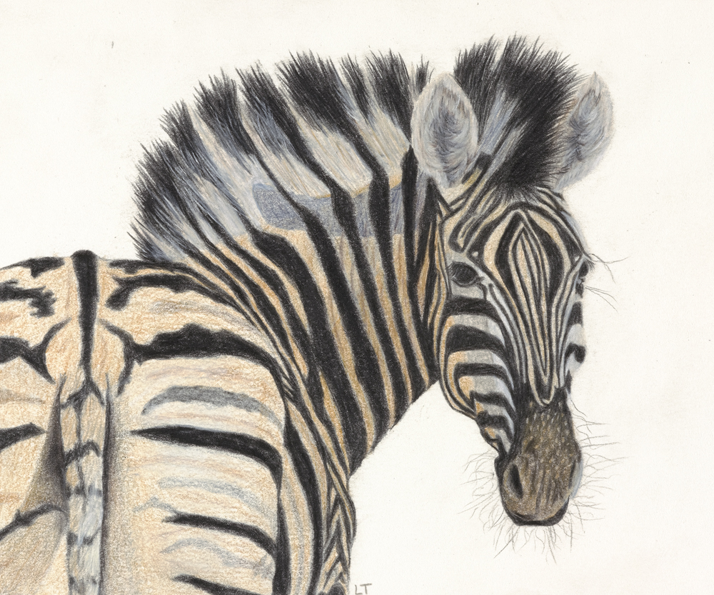 The Zebra hand-drawn colored-pencil animal artwork by Lena Trifonov