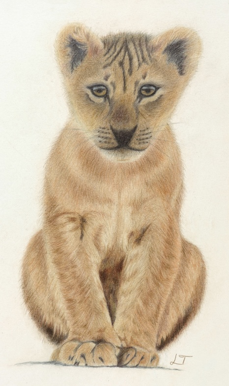 Lion Cub hand-drawn colored-pencil animal artwork by Lena Trifonov